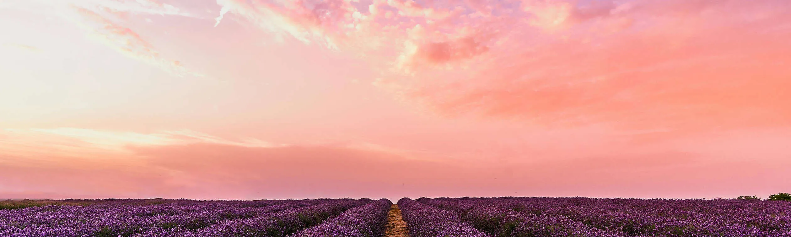 there is a field of lavender flowers